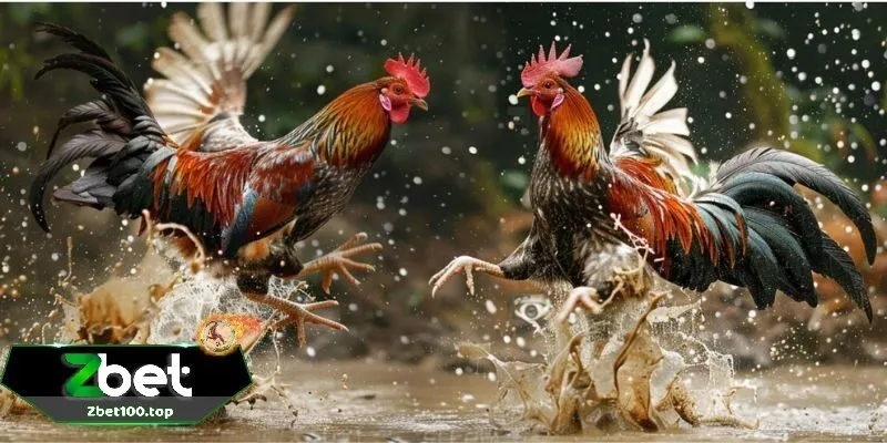 da ga thomo zbet su hap dan den tu noi nao Đá gà thomo zbet sự hấp dẫn đến từ nơi nào
