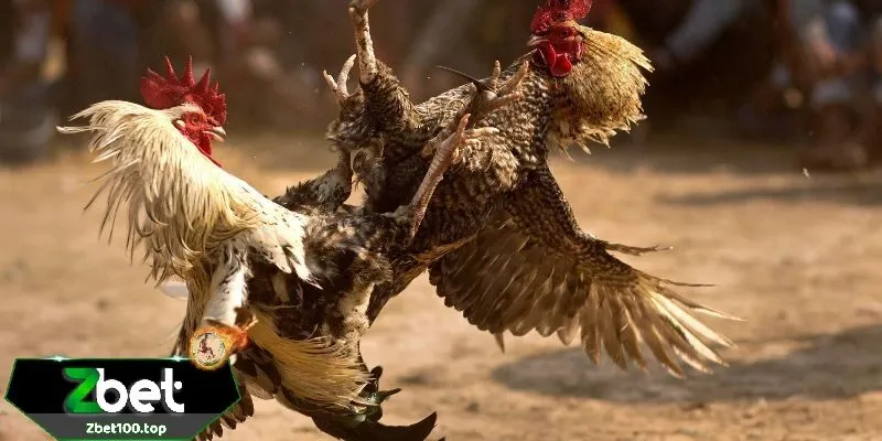 kinh nghiem choi da ga thomo zbet Kinh nghiệm chơi đá gà thomo zbet