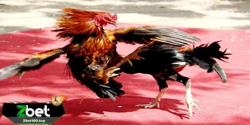 luat choi da ga thomo zbet Luật chơi đá gà thomo zbet